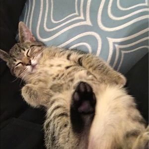 Meet your Posher, Cheyenne